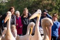 People photograph colourful pink pelicans with long beaks, by the lake in St James's Park, London UK.