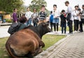 People Photograph Cow in Ngong Ping