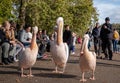 People photograph colourful pink pelicans with long beaks, by the lake in St James\'s Park, London UK.