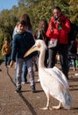 People photograph colourful pink pelicans with long beaks, by the lake in St James's Park, London UK.