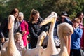 People photograph colourful pink pelicans with long beaks, by the lake in St James's Park, London UK.