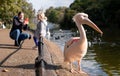 People photograph colourful pink pelicans with long beaks, by the lake in St James's Park, London UK.