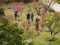 People photographing plum trees