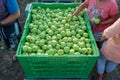 People picking apples into the big green boxes