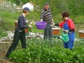 People picking chard on the field Royalty Free Stock Photo