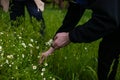 People Picking Daisies In Summer Meadow Royalty Free Stock Photo