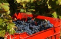 People picking grapes in Plovdiv