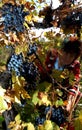 People picking grapes in Plovdiv