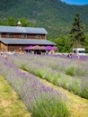 People picking lavender at farm