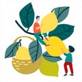 People picking lemons. Vector illustration in flat style. Harvesting concept. Fresh fruit concept. Agritourism concept Royalty Free Stock Photo