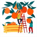People picking oranges into wooden crate. Vector illustration in flat style. Harvesting concept. Agritourism concept Royalty Free Stock Photo