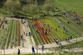 People picking tulips and daffodils
