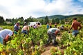 People picking up grape harvest in vineyard of France