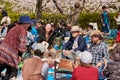 People picnicking and singing under blooming cherry blossom trees in Himeji, Japan