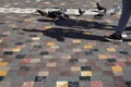 People and pigeons walking with cast shadow on colorful square shape marble texture floor in old town public open space Royalty Free Stock Photo