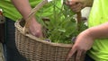 People placing herbs in a basted