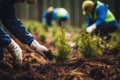 People planting forest. Volunteers hands with gloves planting saplings, small conifers trees seedling. Ecology, world