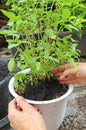 People Planting Thai Sweet Basil in White Pot