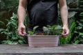 People planting trees in the home garden