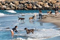 People Play with Dogs Near Rock Jetty at Dog Beach in San Diego Royalty Free Stock Photo