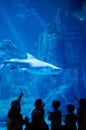 People point at shark in big aquarium Royalty Free Stock Photo