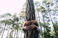 Save the planet and forest with couple of senior adult hands hugging a tree in the wood - love for outdoors and nature - earth`s