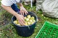 People read apples