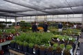 People relaxing and buying plants