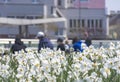 People relaxing and enjoying sunny spring day near a white daffodils garden in the park. Selective focus
