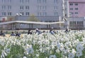 People relaxing and enjoying sunny spring day near a white daffodils garden in the park. Selective focus