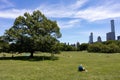 People Relaxing on a Green Lawn at the Sheep Meadow of Central Park during Spring with a Large Tree and the Midtown Manhattan Skyl Royalty Free Stock Photo