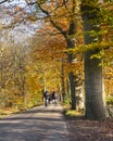 People ride bicycle on road with autumnal beech trees in holland