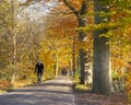 People ride bicycle on road with autumnal beech trees in holland