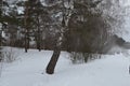 People ride on sleds near the winter forest