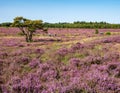 People riding bicycle and purple heather in nature reserve Zuiderheide, het Gooi, Netherlands