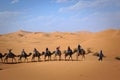 People riding camel in the Sahara desert, Morocco Royalty Free Stock Photo