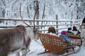 People riding on the deers. Winter outdoor activity. Have fun. Transportation. Travelling background