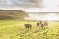 People riding horses in the countryside Royalty Free Stock Photo
