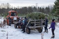 People riding in tractor trailer with cut evergreen coniferous trees at a Christmas tree farm.