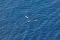 3 people are rowing sitting on SUP-boards in the sea