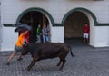 People running from the bulls during the Bull Runs festivities Navarre, Spain. Royalty Free Stock Photo