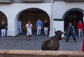 People running from the bulls during the Bull Runs festivities Navarre, Spain. Royalty Free Stock Photo