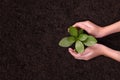 People`s hands cupping protectively around young plant