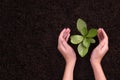 People`s hands cupping protectively around young plant