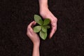 People`s hands cupping protectively around young plant