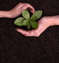 People`s hands cupping protectively around young plant Royalty Free Stock Photo