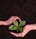 People`s hands cupping protectively around young plant