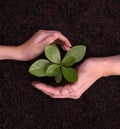 People`s hands cupping protectively around young plant Royalty Free Stock Photo