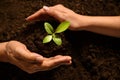 People`s hands cupping protectively around young plant Royalty Free Stock Photo