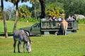 People on safari tour feeding giraffe. Zebra defocused in the foreground. at Bush Gardens Tamp